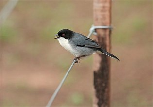 Black-capped Bunting