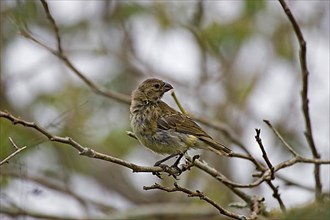 Thick-billed Darwin Finch