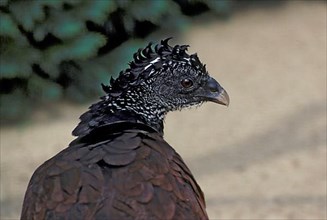 Greater great curassow