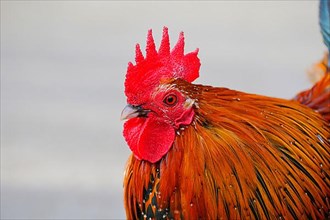 Brakel-cock