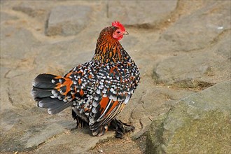 Feather-footed bantam