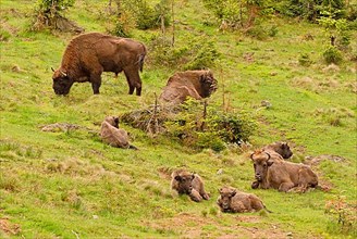 European bison