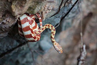 Brown Night Tree Snake