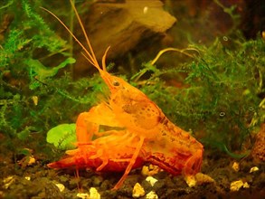 Orange Dwarf Crayfish