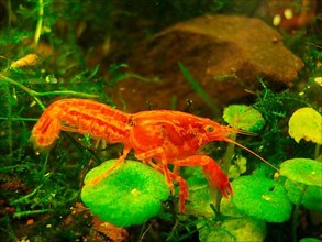 Orange Dwarf Crayfish