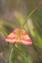 Sorrel purple moth
