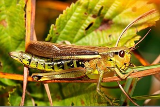 Swamp cricket