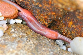 Reddish worm