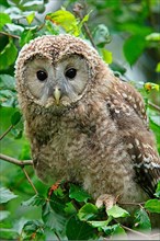 FledgelingHawk Owl