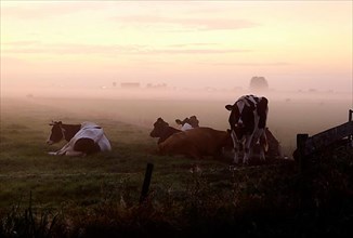 Domestic cattle in the morning mist