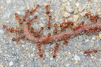 Lawn ants