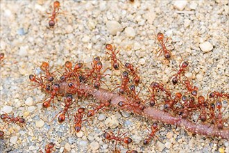 Lawn ants
