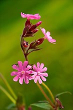 Red campion