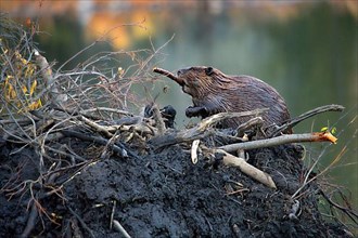 Canada beaver