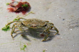 Common shore crab