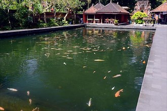 Large pond with perch and koi carp