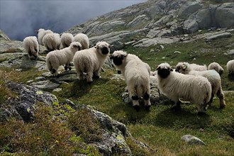 Valais black-nosed sheep