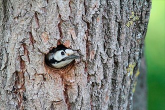 Syrian Woodpecker