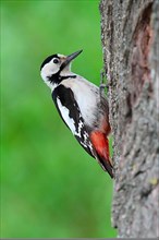 Syrian Woodpecker