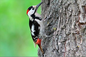 Syrian Woodpecker