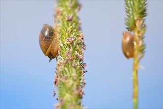 Common Amber Snail