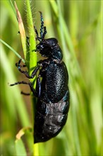 Dusky blue oil beetle