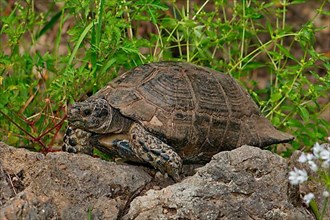 Broad-edged tortoise