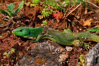 Giant emerald lizard