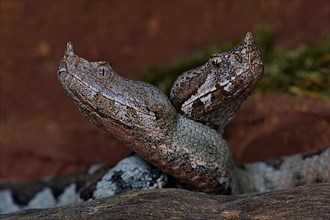 Long-nosed viper