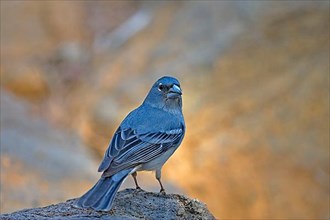 Blue blue chaffinch