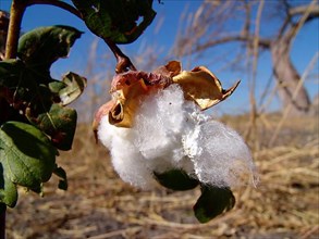 Cotton bush