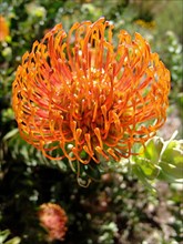 Pincushion bush