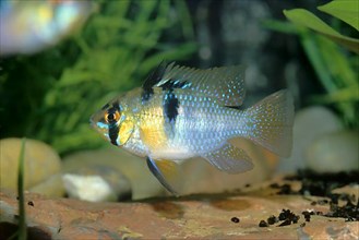South American Butterfly Cichlid