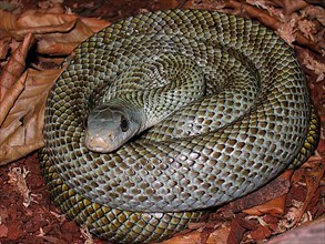 Japanese island snake