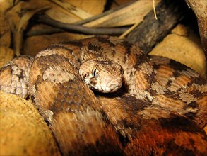 West African sand rattle viper