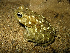 Leopard toad