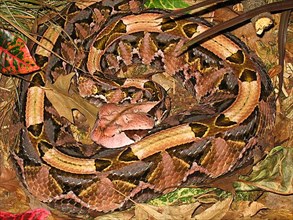 Gabon viper