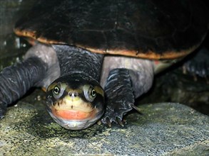 Red-bellied pointed-head turtle