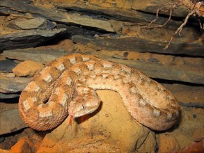 Arabian sand rattle viper