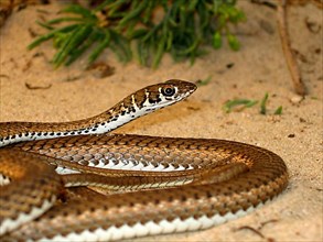 Namib Sand Snake