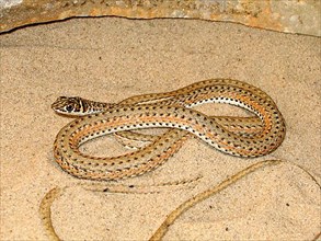 Namib Sand Snake
