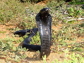 Black spitting cobra