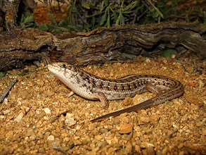 Cape Skink