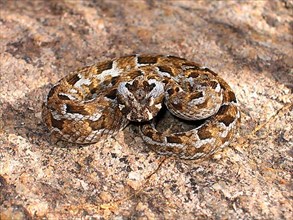 Tufted-browed viper