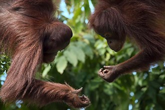 Borneo orangutan pair