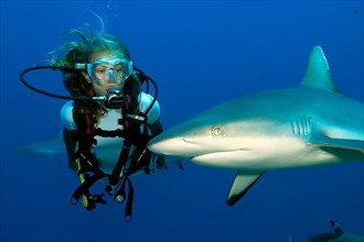 Diver and grey reef shark