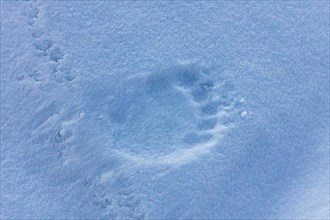 Animal tracks of a polar bear