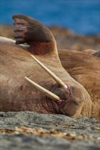 Bull walrus