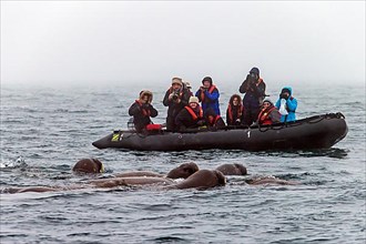 Tourists in rubber dinghies watching and photographing a group of walruses