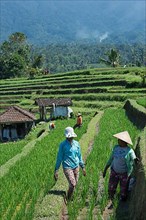 Farmers at work in the rice terraces